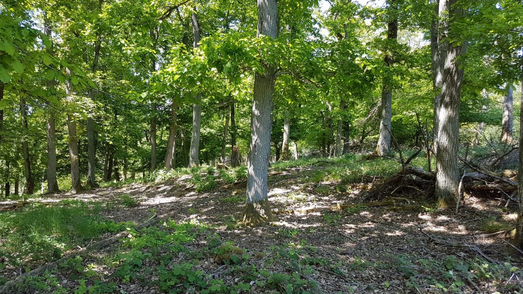 Reste der Wallanlagen an der Ohlandsburg - Foto Dr. Bernd Weil